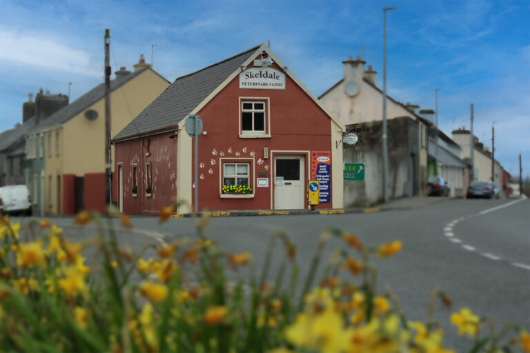 Skeldale Ballinrobe Veterinary Clinic - focused