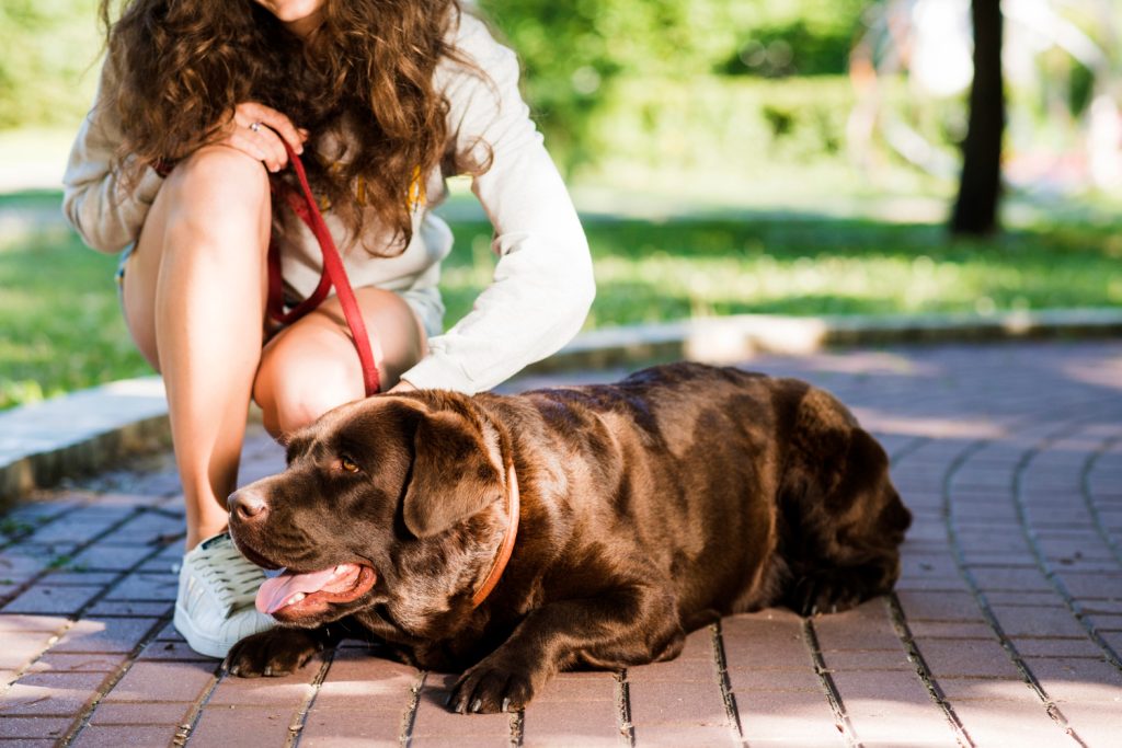 Summer Hazards: Danger that every pet owner should know in 2025